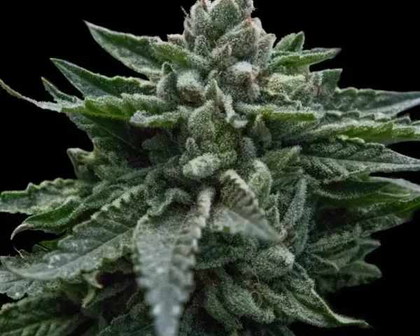 DNA Genetics Seed Buying Guide: Feminized, Autoflower or Regular?