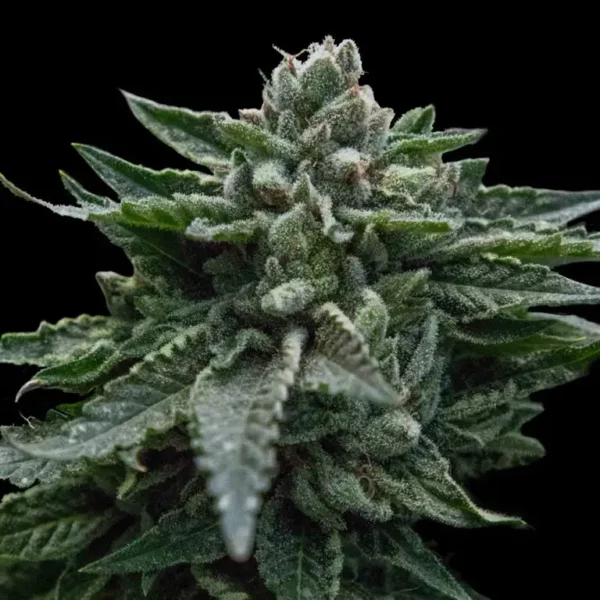DNA Genetics Seed Buying Guide: Feminized, Autoflower or Regular?