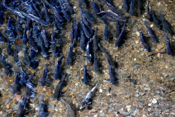 The Role of Omega-3s in Heart and Brain Health