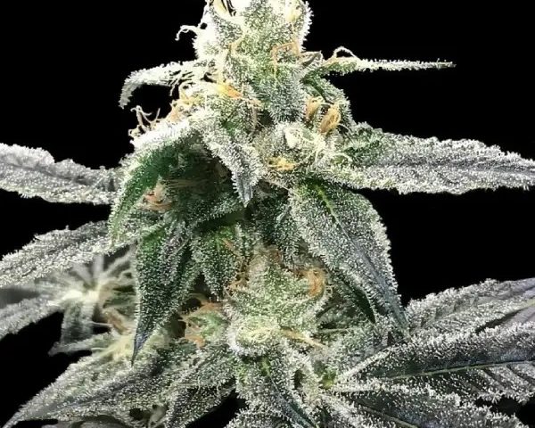 DNA Genetics Strain Library Guide 2026: Award-Winning Seeds by Type