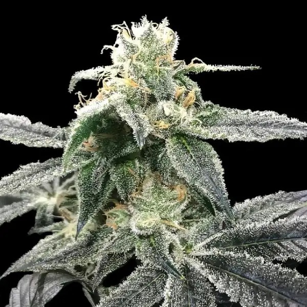 DNA Genetics Strain Library Guide 2026: Award-Winning Seeds by Type