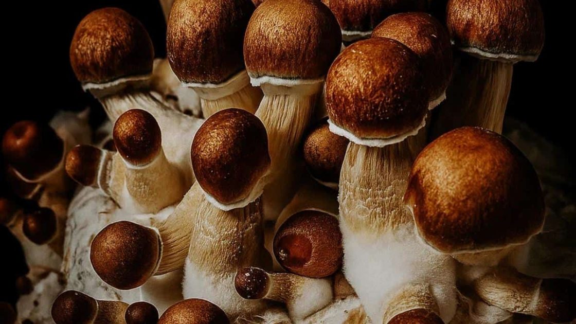 Fungus Head Buyer’s Guide 2026: Syringes, Prints and Cultures Compared