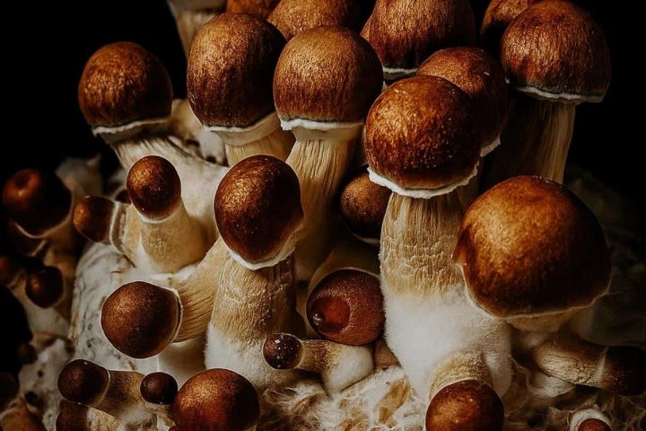 Fungus Head Buyer’s Guide 2026: Syringes, Prints and Cultures Compared