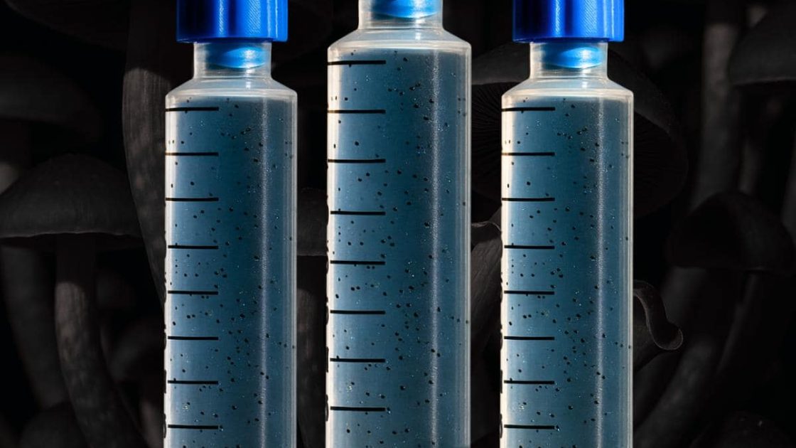 Fungus Head vs Other Spore Vendors: A 2026 Buyer’s Comparison
