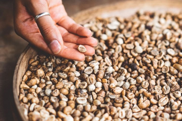 Green Coffee Bean Extract: Anatomy of a Fallen “Miracle”