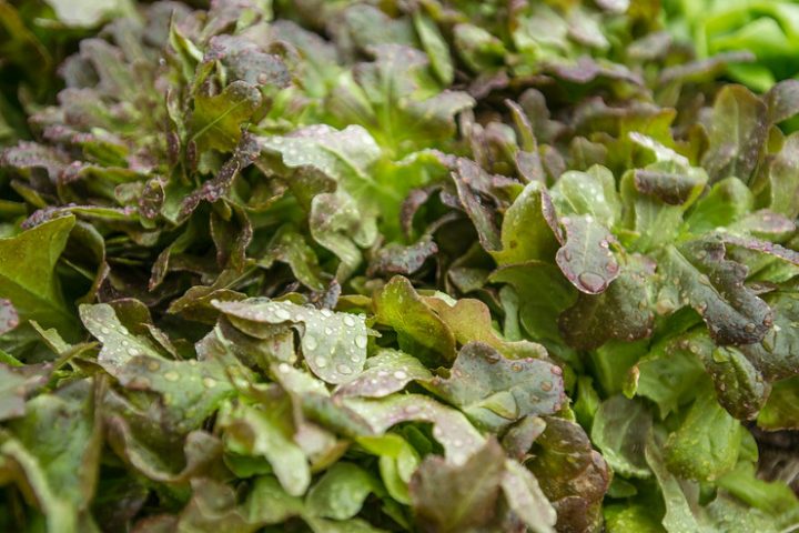 Potassium and Blood Pressure: The Mineral Most Diets Lack