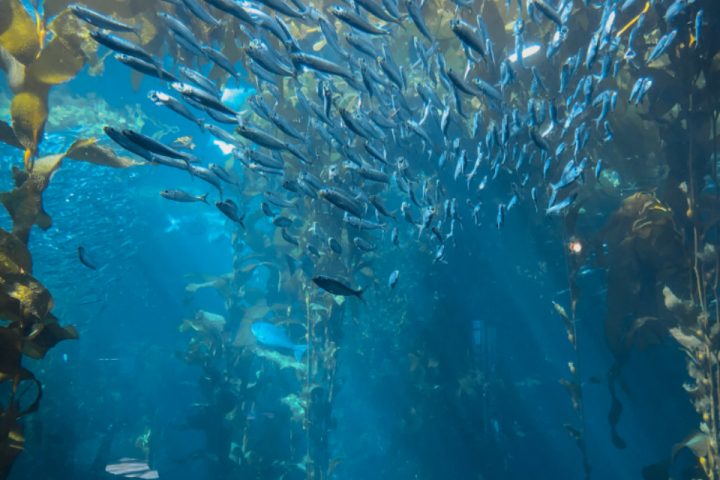 Sardines and Canned Fish: An Underrated Source of Omega-3s and Calcium