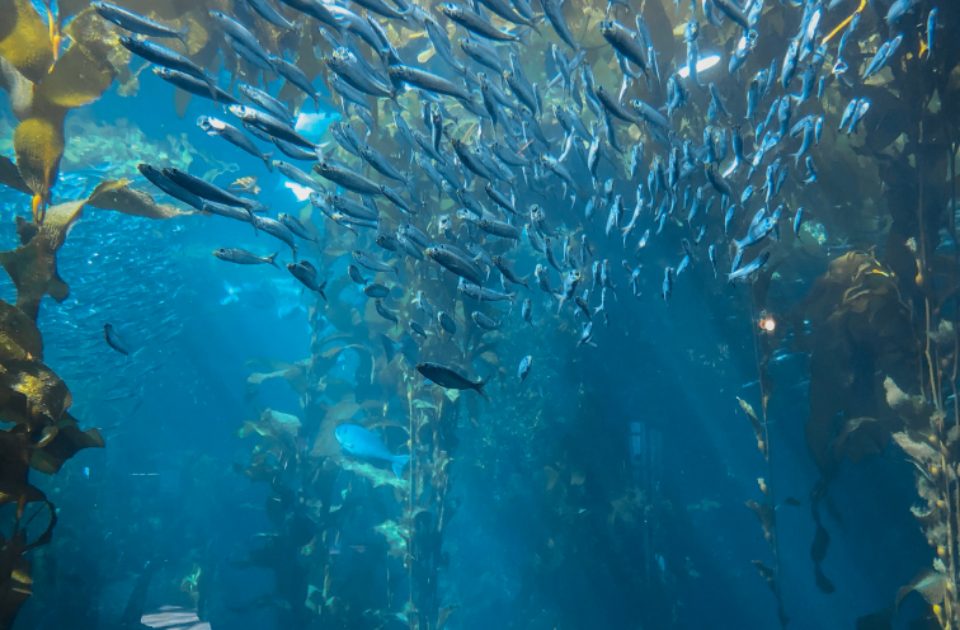 Sardines and Canned Fish: An Underrated Source of Omega-3s and Calcium