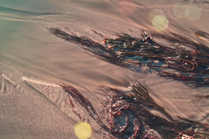 Sea Moss and Superfood Supplements: Separating Trend From Evidence