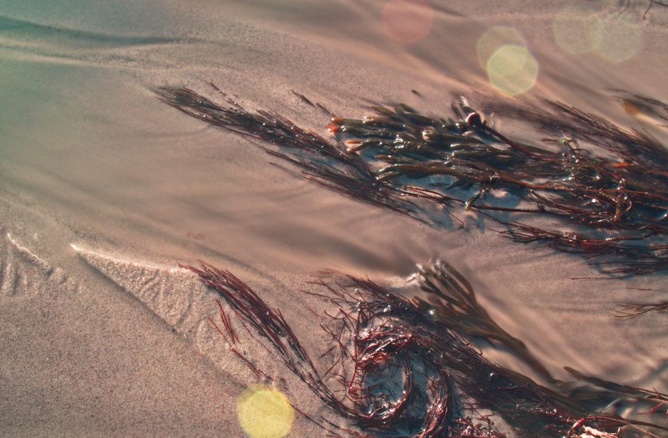 Sea Moss and Superfood Supplements: Separating Trend From Evidence