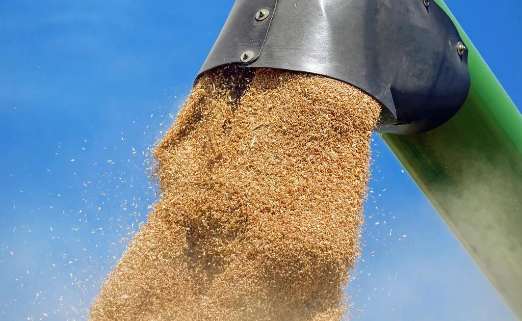 Ancient Grains Compared: Farro, Freekeh, and Einkorn for Everyday Nutrition