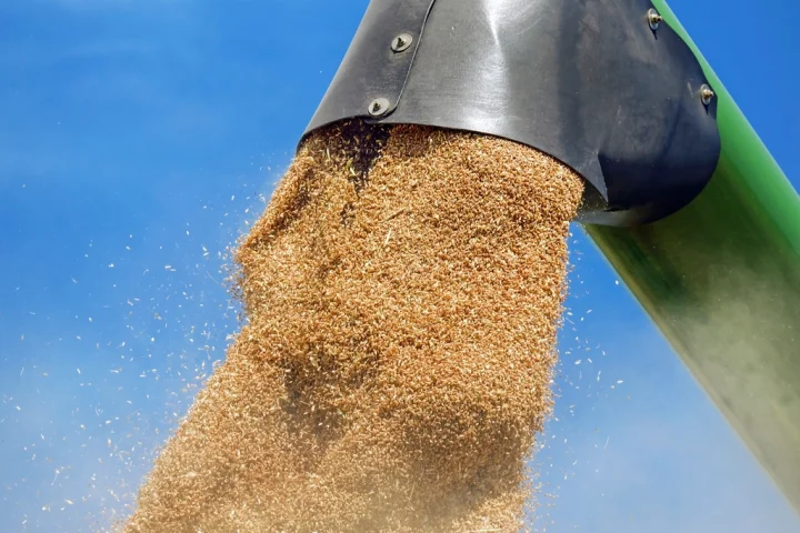 Ancient Grains Compared: Farro, Freekeh, and Einkorn for Everyday Nutrition