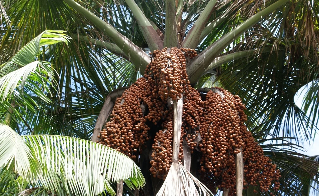 Dates as a Natural Sweetener: Nutrition Profile and How to Use Them