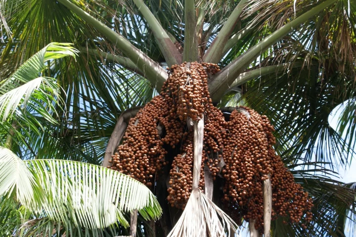 Dates as a Natural Sweetener: Nutrition Profile and How to Use Them